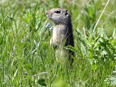 Erdhörnchen in Wachtstellung