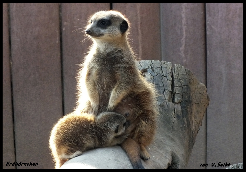 Erdhörnchen mit Nachwuchs