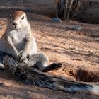 Erdhörnchen nach einem strengen Arbeitstag