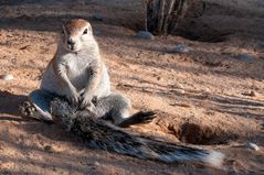 Erdhörnchen nach einem strengen Arbeitstag