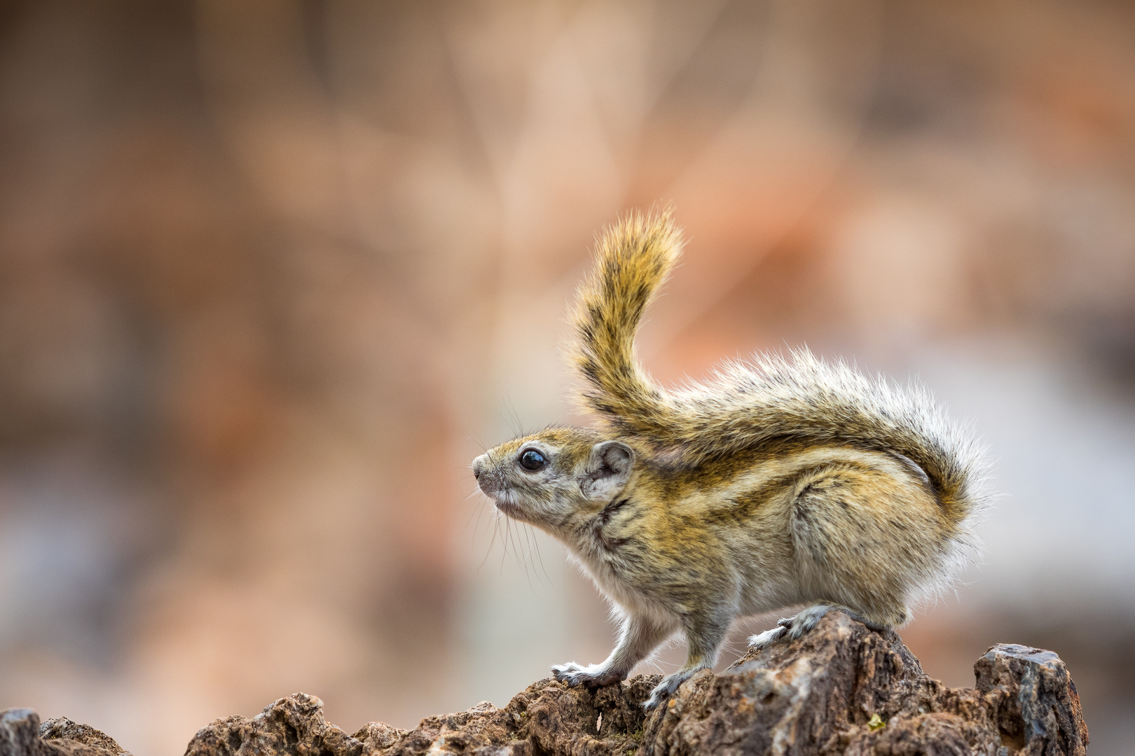 Erdhörnchen Namibia