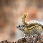 Erdhörnchen Namibia