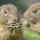 Erdhörnchen Paar