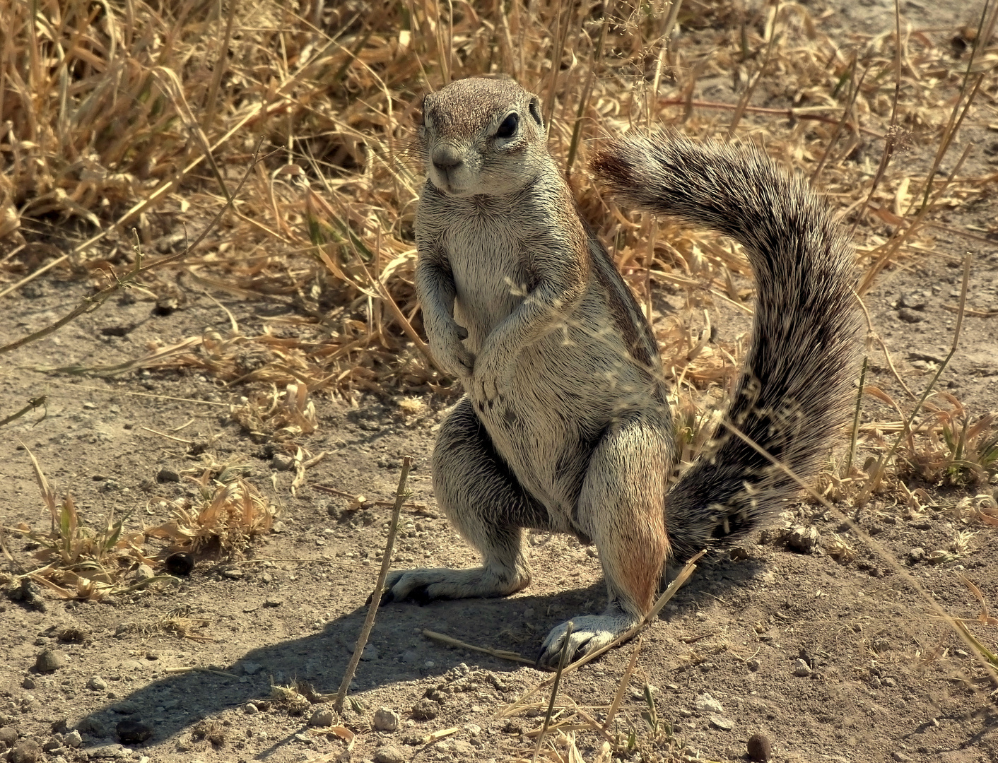 Erdhörnchen posiert in der Kalahari-wüste :-)