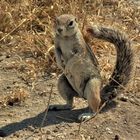 Erdhörnchen posiert in der Kalahari-wüste :-)