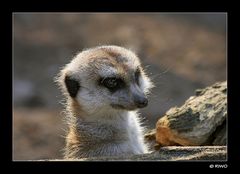 Erdhündchen im Karlsruher ZOO.....