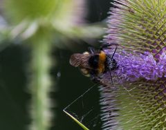 Erdhummel