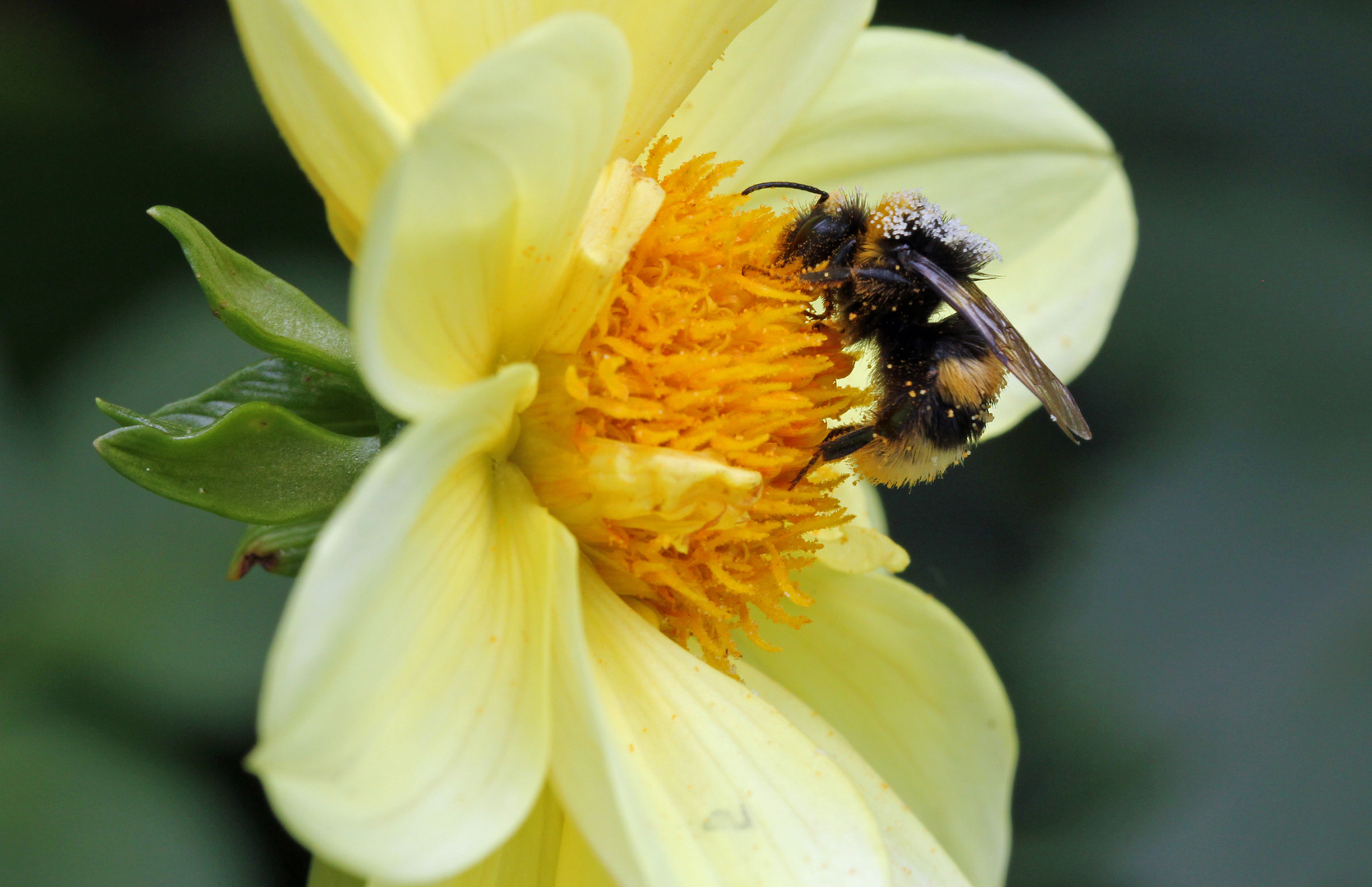 Erdhummel