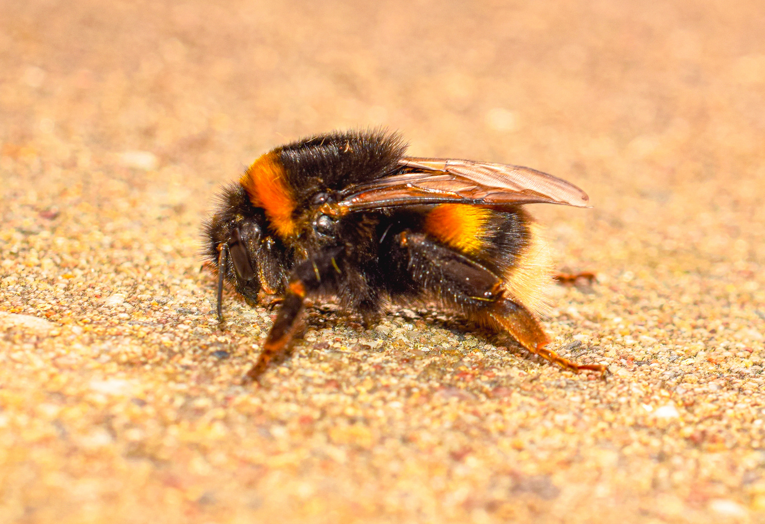 Erdhummel