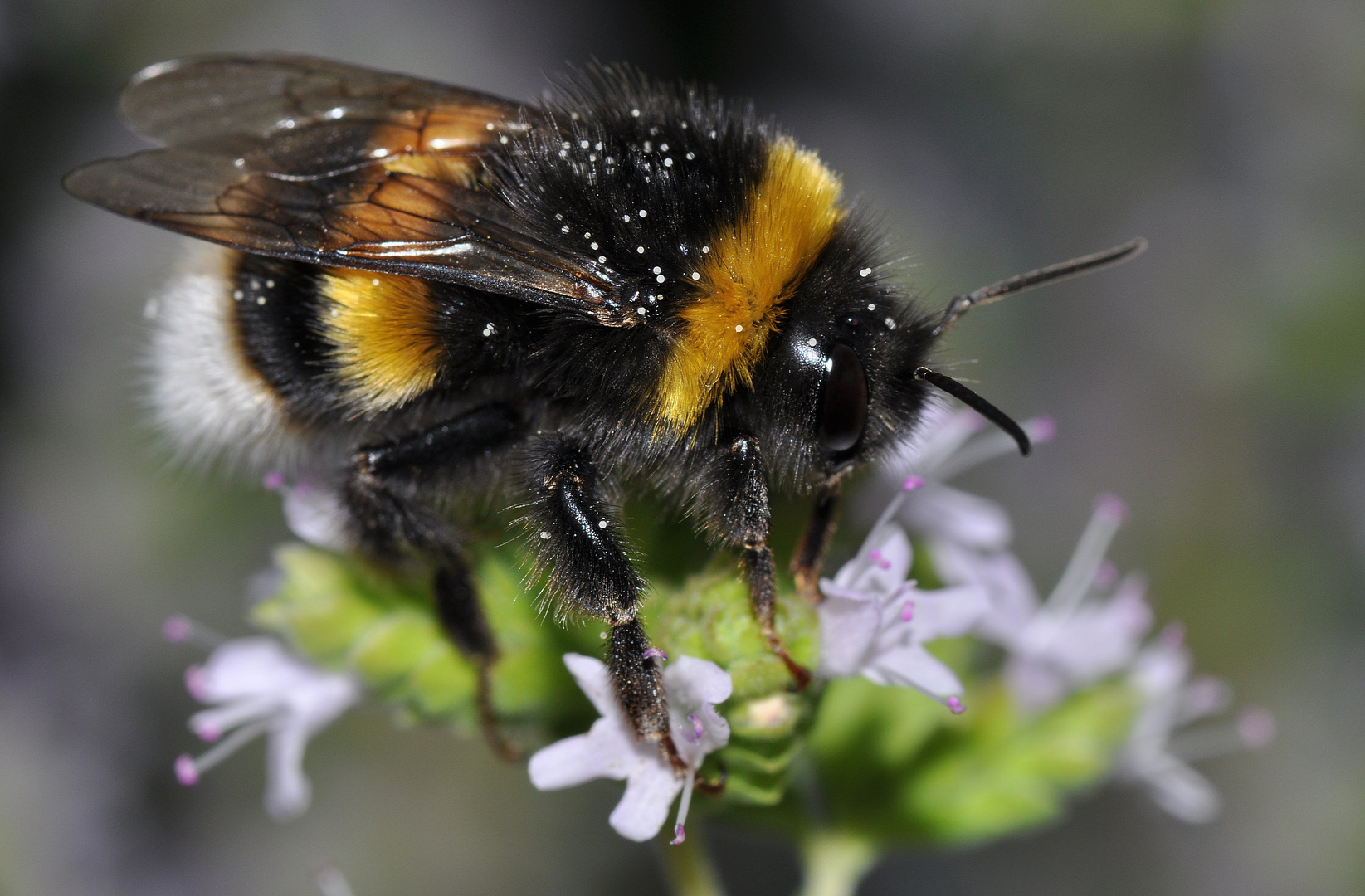 Erdhummel