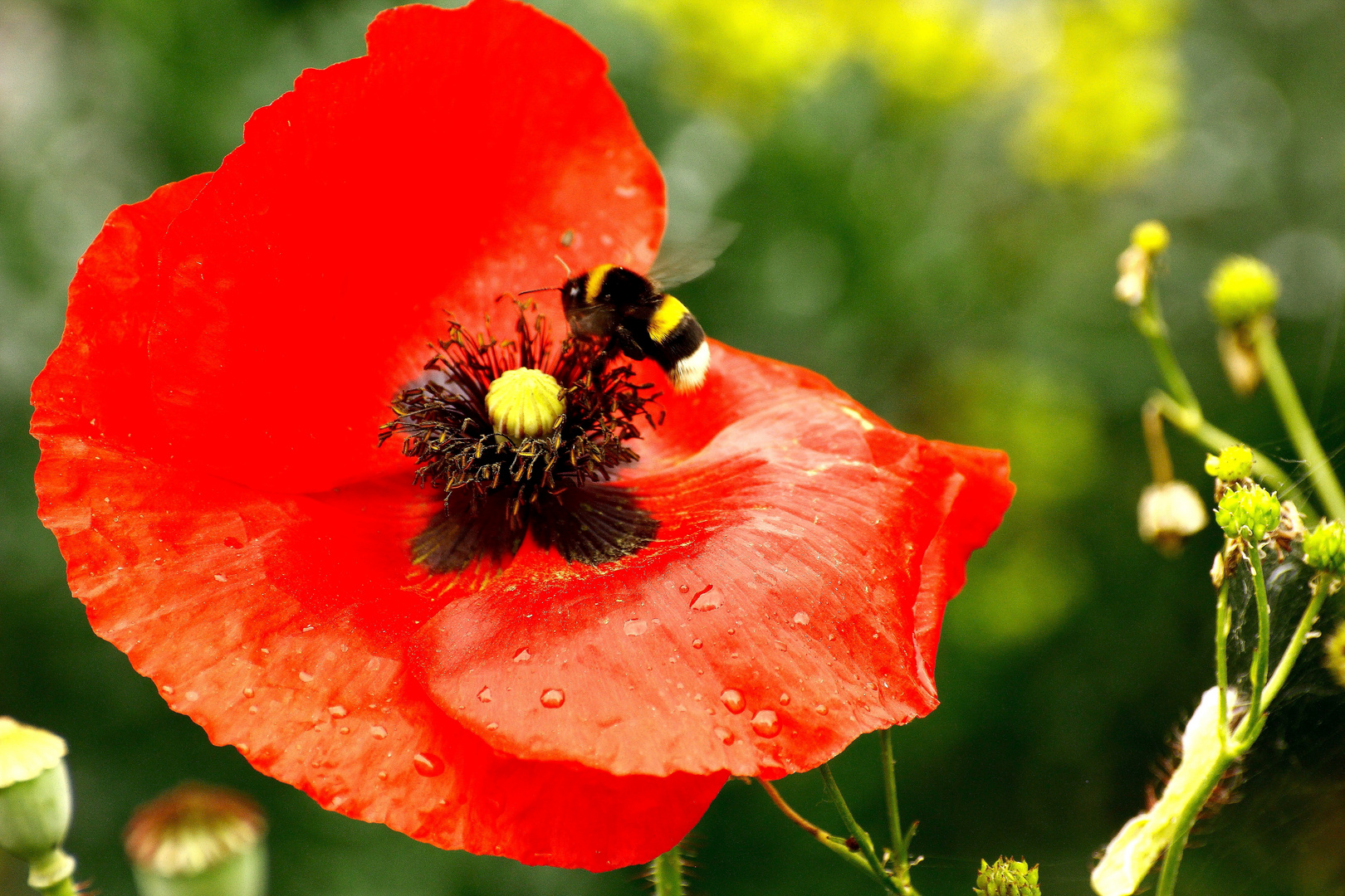 Erdhummel