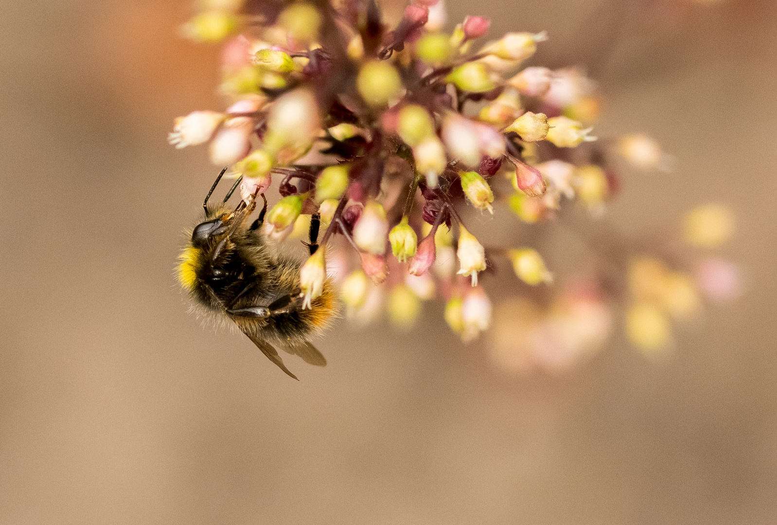 Erdhummel 2