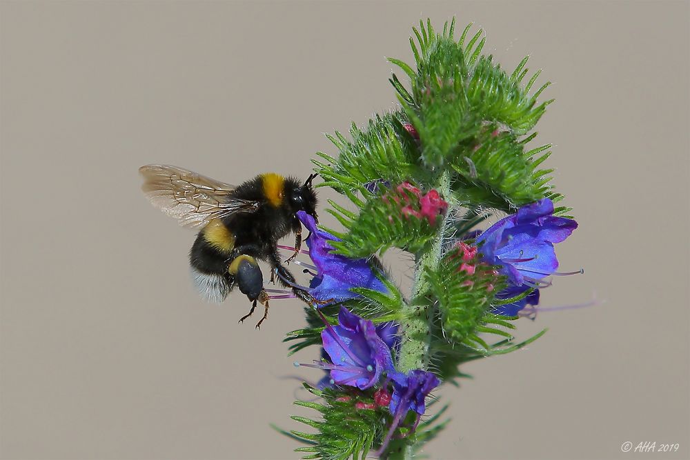 Erdhummel