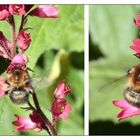 Erdhummel-4-auf-einen-Streich