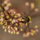 Erdhummel