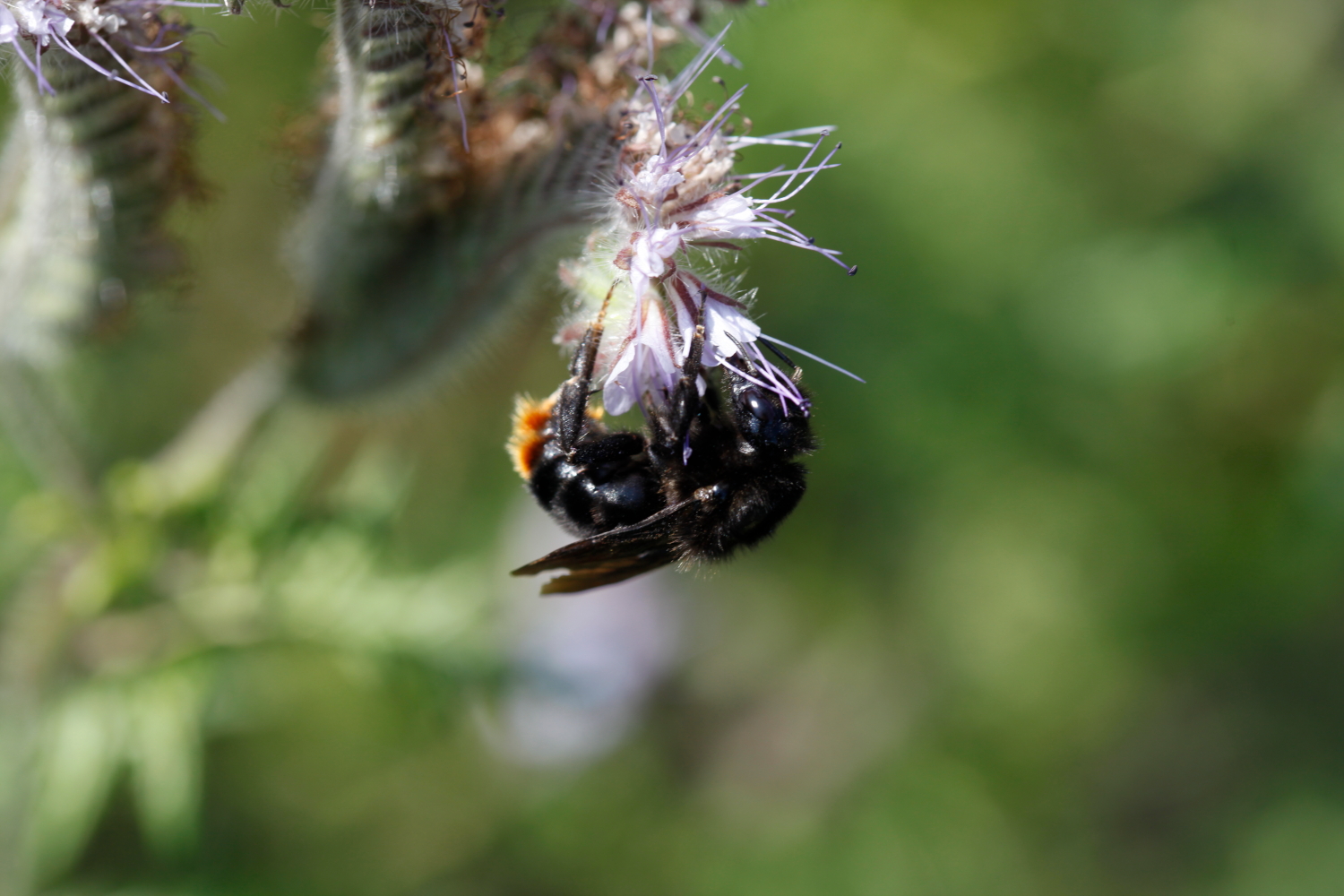 Erdhummel