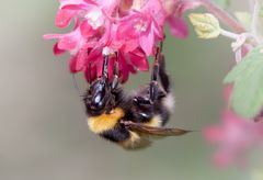 erdhummel