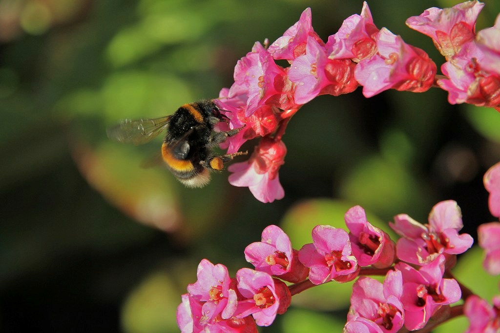 Erdhummel