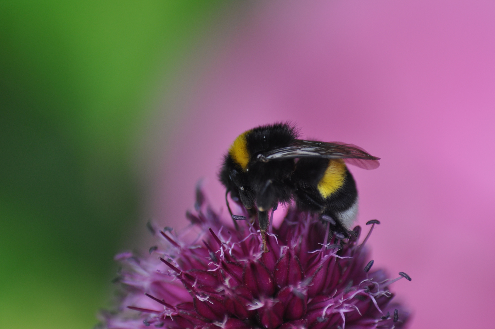 Erdhummel