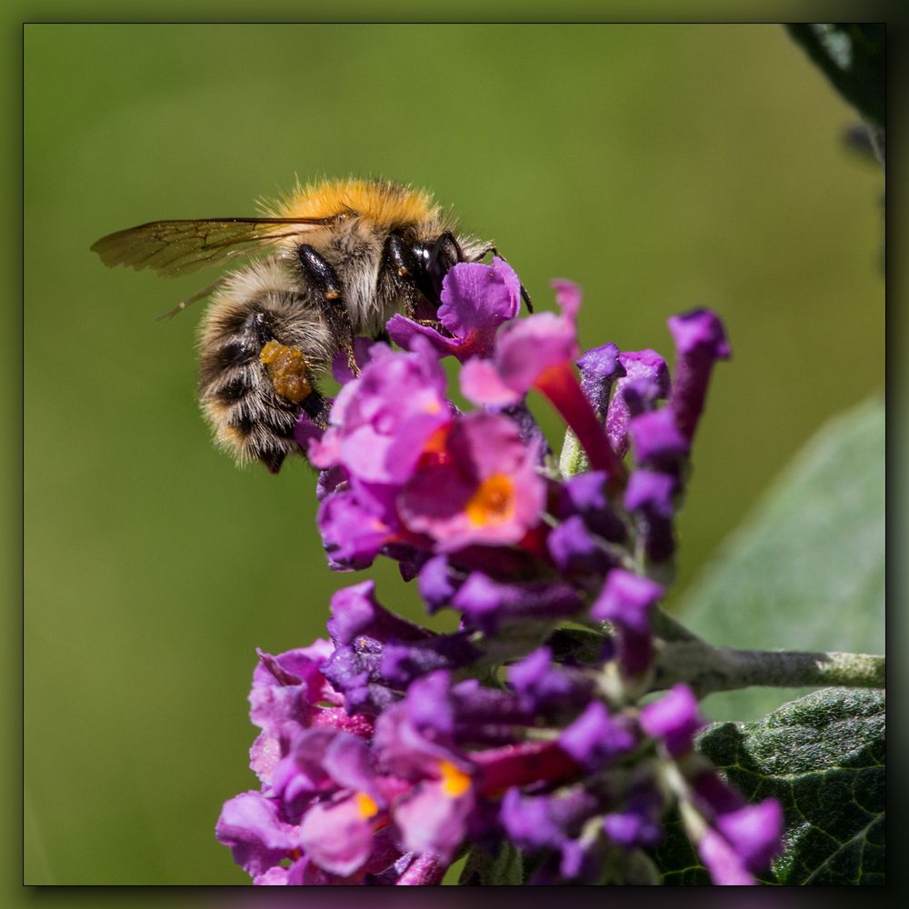 Erdhummel (?)