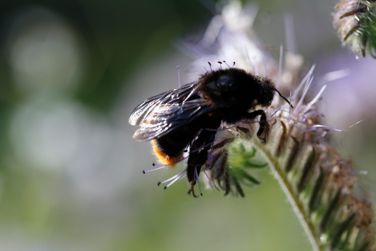 Erdhummel