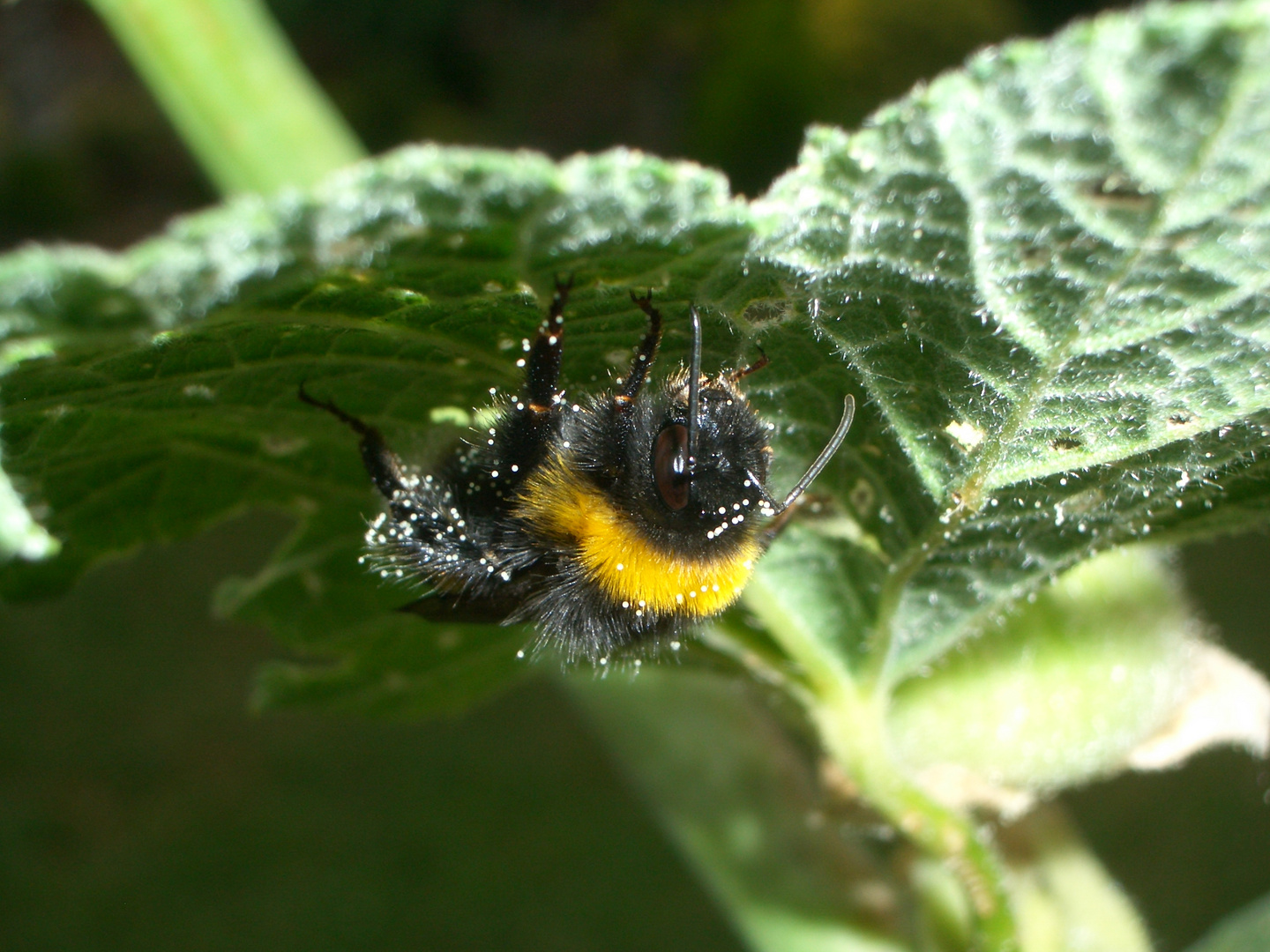 Erdhummel