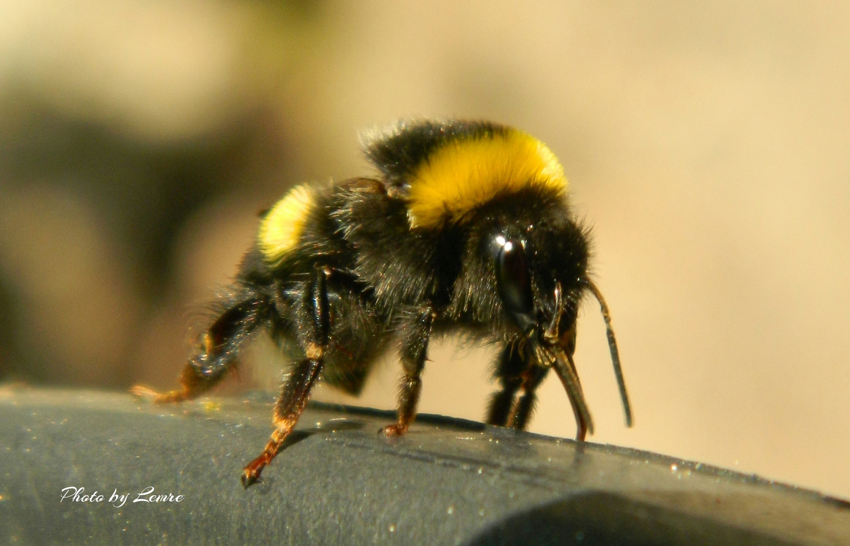 Erdhummel