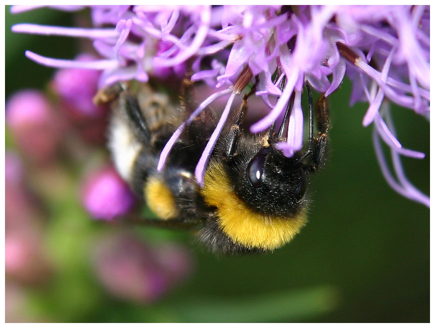 Erdhummel