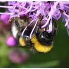 Erdhummel