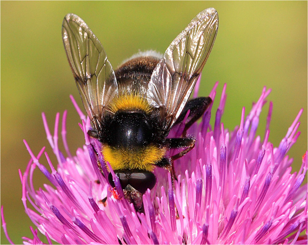 Erdhummel