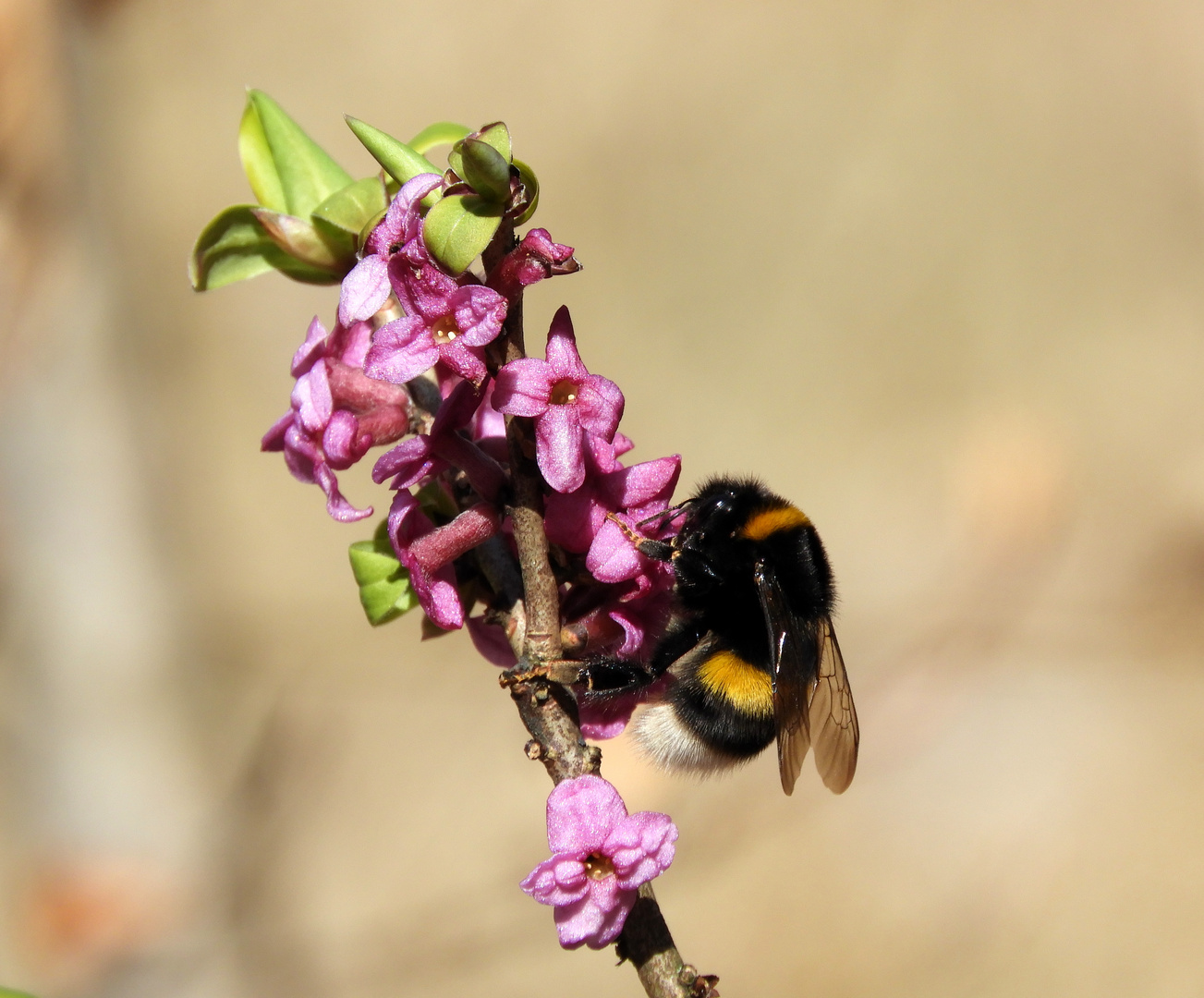 Erdhummel am Seidelbast