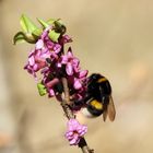 Erdhummel am Seidelbast