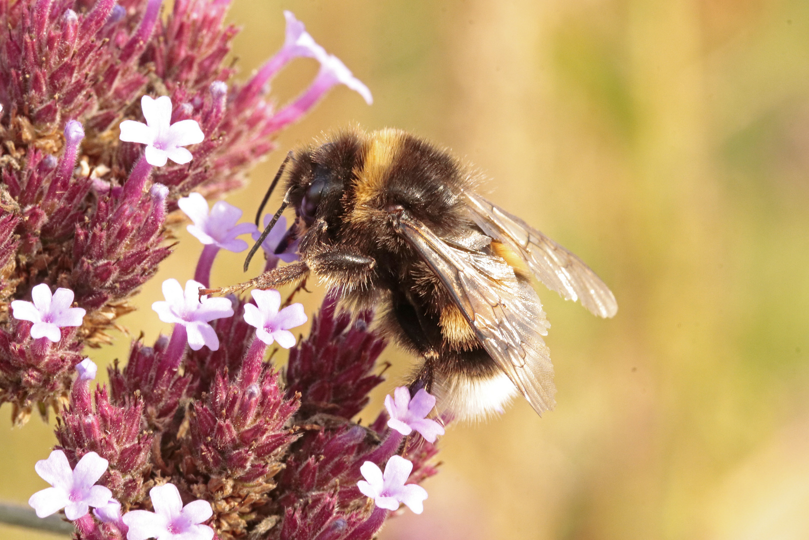 Erdhummel-an-Eisenkraut