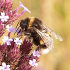 Erdhummel-an-Eisenkraut