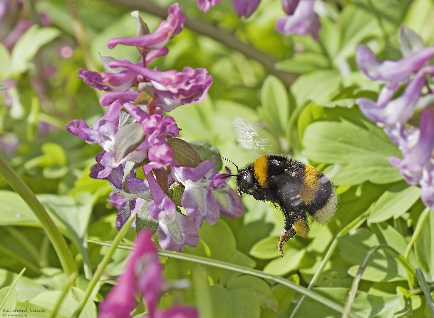   Erdhummel an Lerchensporn