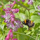   Erdhummel an Lerchensporn