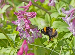   Erdhummel an Lerchensporn