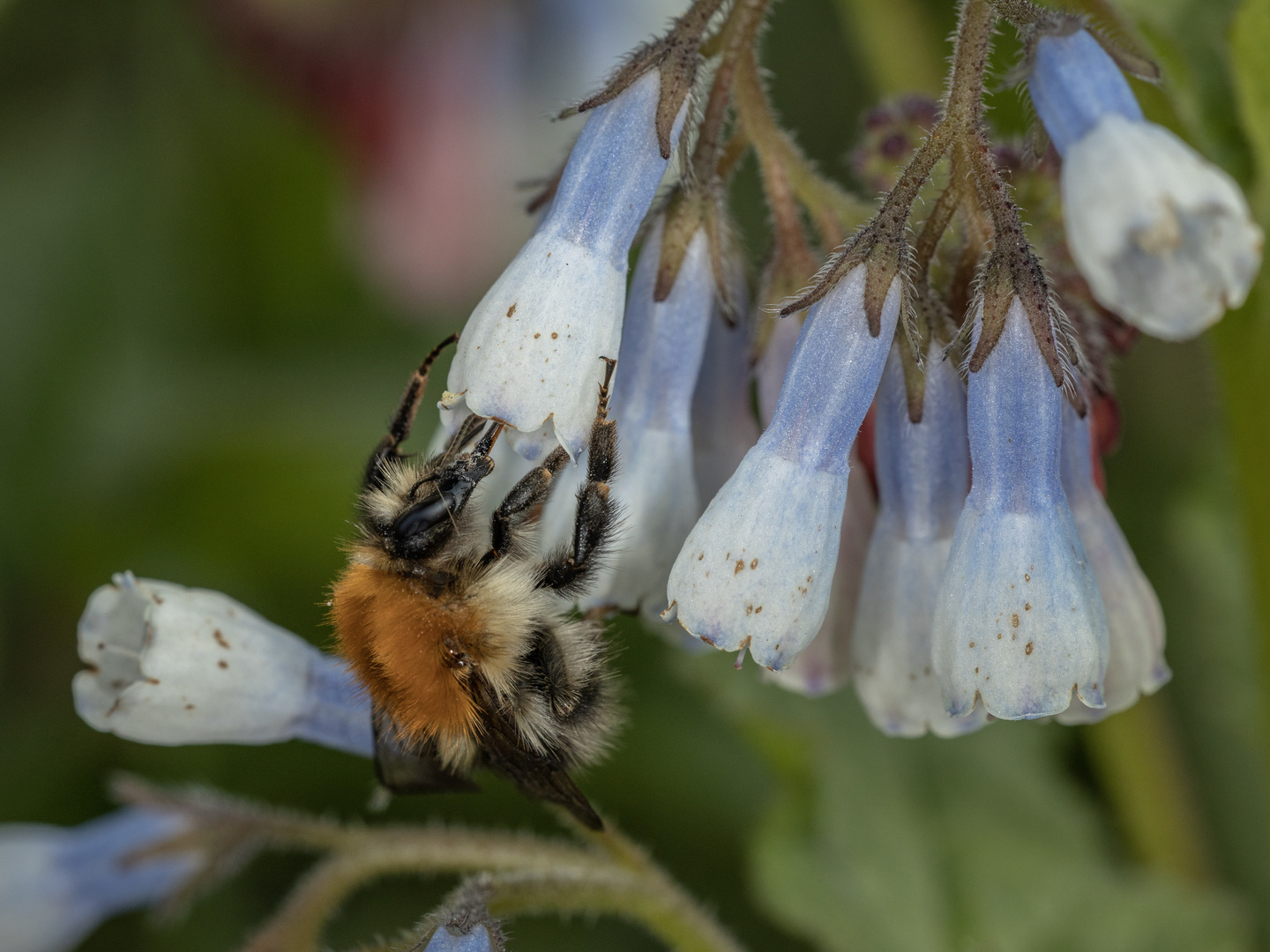 Erdhummel an Lungenkraut