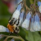 Erdhummel an Lungenkraut