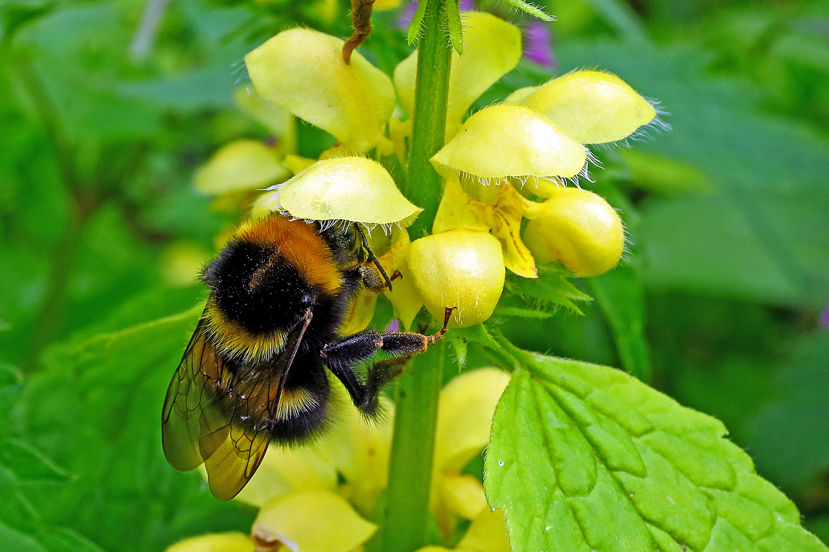 Erdhummel an Taubnessel