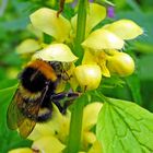 Erdhummel an Taubnessel