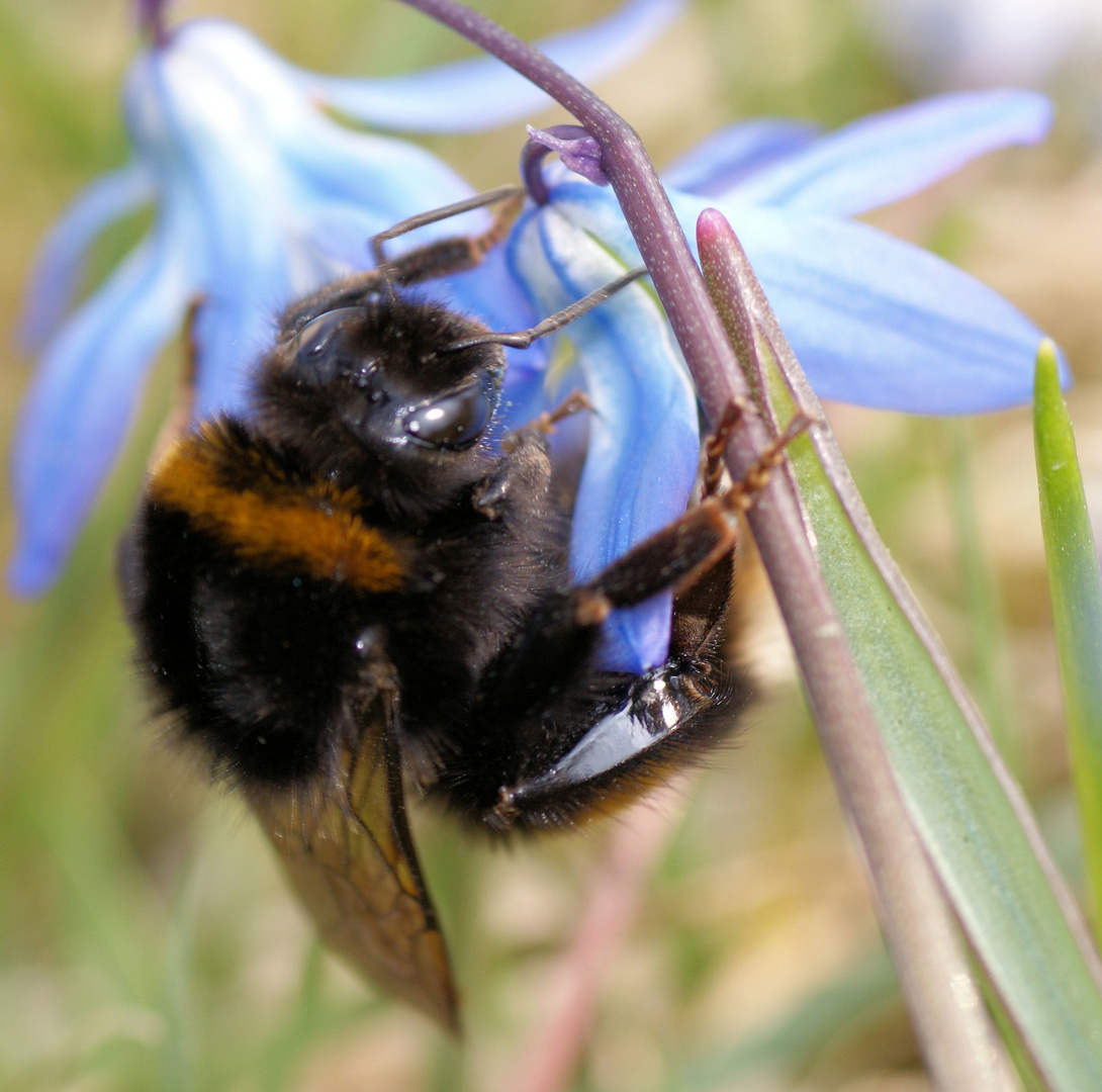 Erdhummel auf blauer Blüte