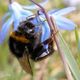 Erdhummel auf blauer Blte