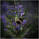 Erdhummel auf der Bartblume (blue balloon) 