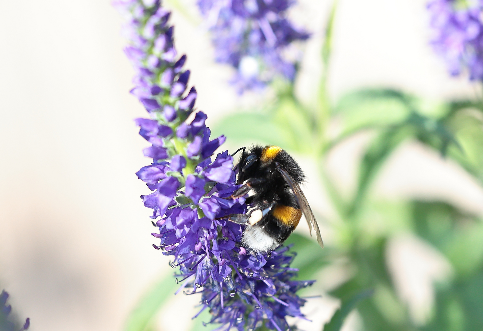 Erdhummel auf Ehrenpreis