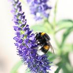 Erdhummel auf Ehrenpreis