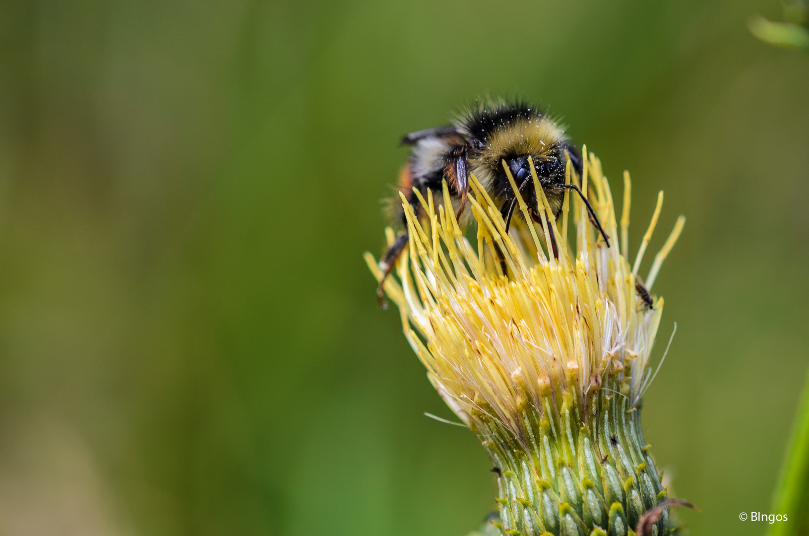 Erdhummel auf einer Distel