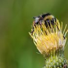 Erdhummel auf einer Distel