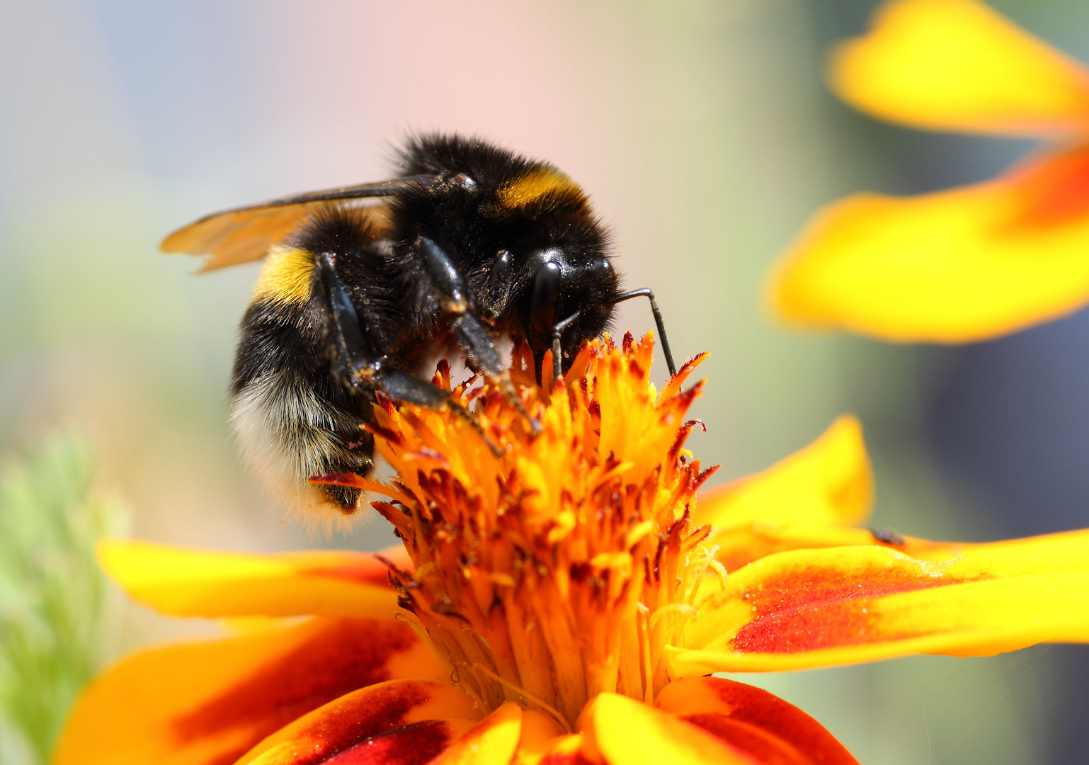 Erdhummel auf einer Tagetis