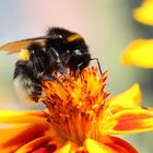 Erdhummel auf einer Tagetis